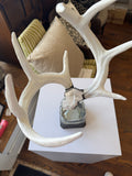 Jamie Dietrich Tourmaline Antler Bottle